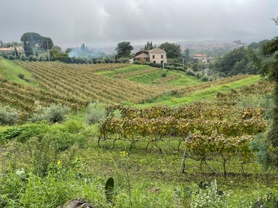 211104MessinaWinery