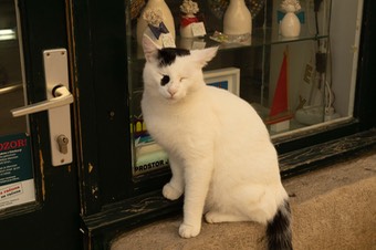 211105DubrovnikAttackCat